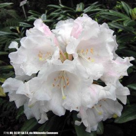 Rhododendron degronianum subsp. yakushimanum